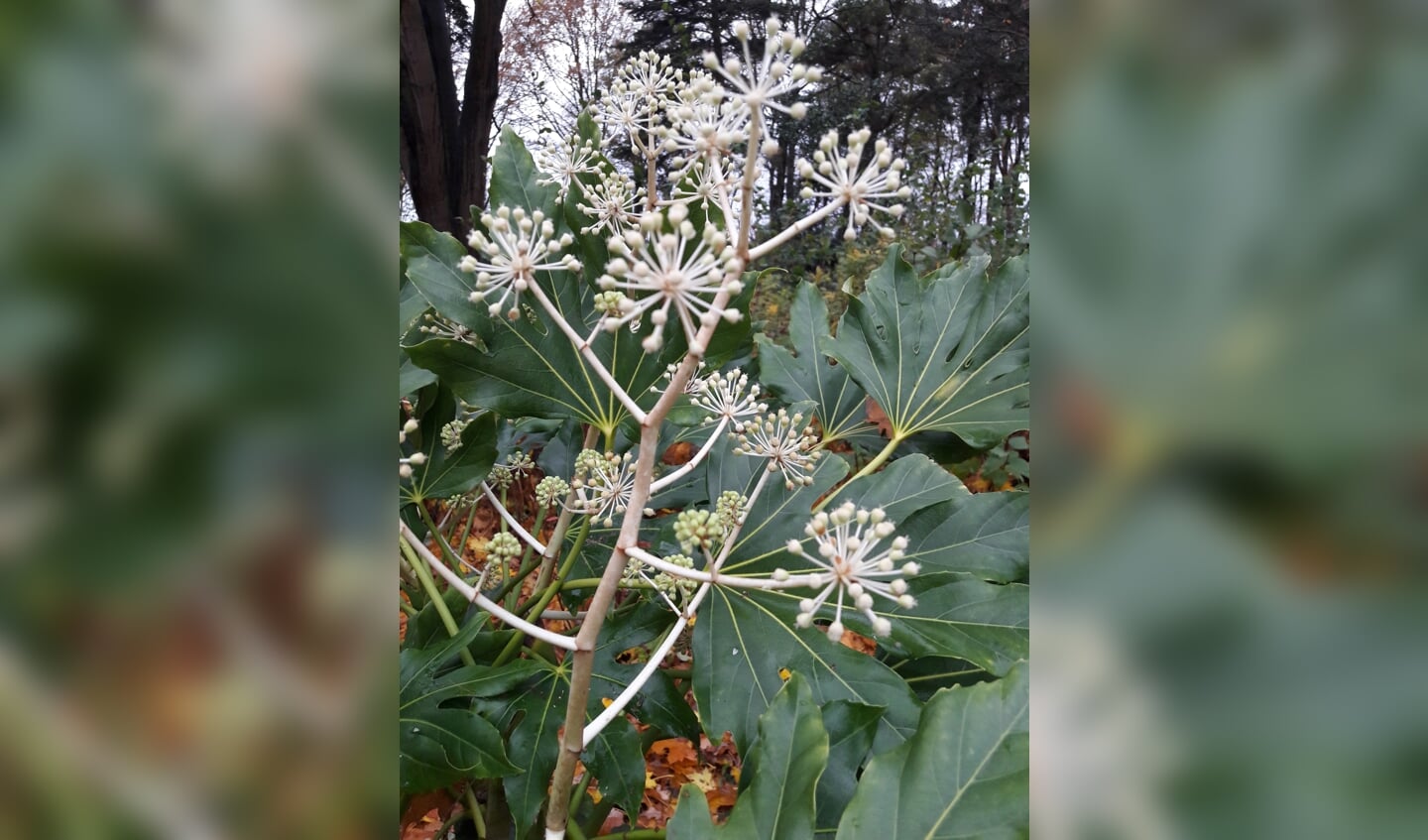 Vingerplant in bloei op Landgoed De Hertgang.