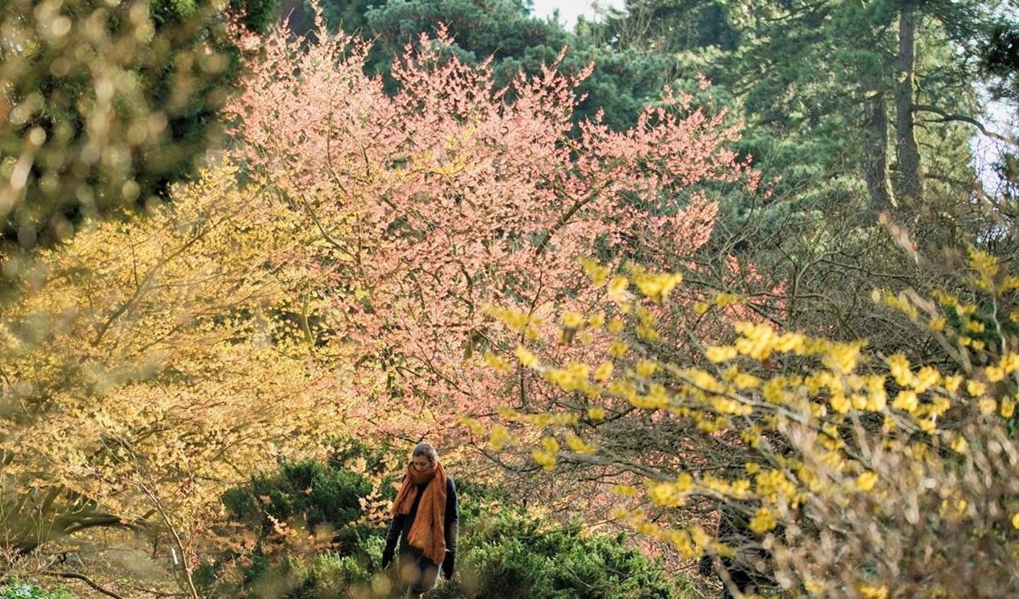  De bloemen van toverhazelaar, Hamamelis, bloeien meestal op kale takken. Oude exemplaren groeien hoog en breed, waardoor je tussen kleurrijke, geurige wolken wandelt.
  Copyright: Arboretum Kalmthout