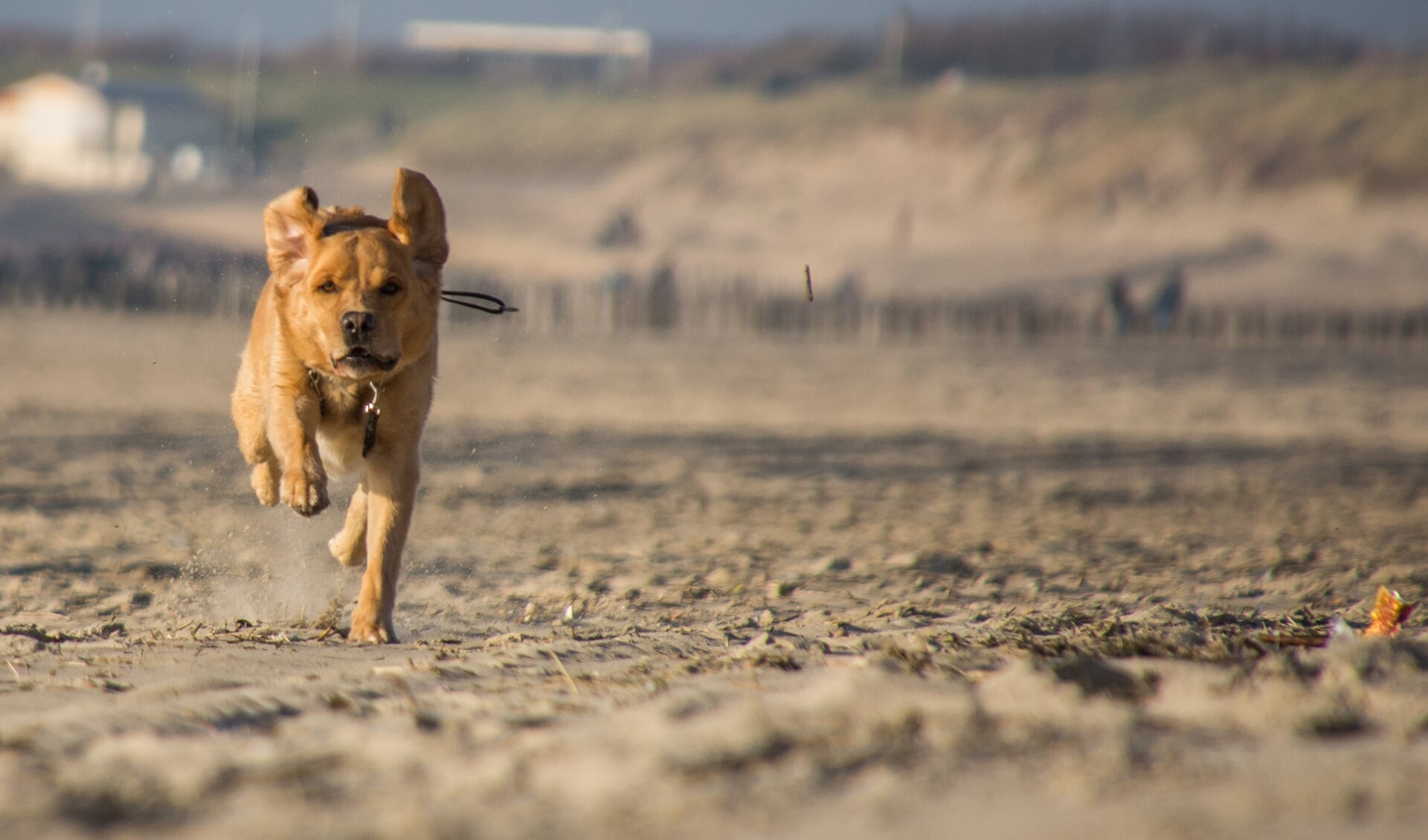 Welke hond wordt de Snelste Hond van Roosendaal?