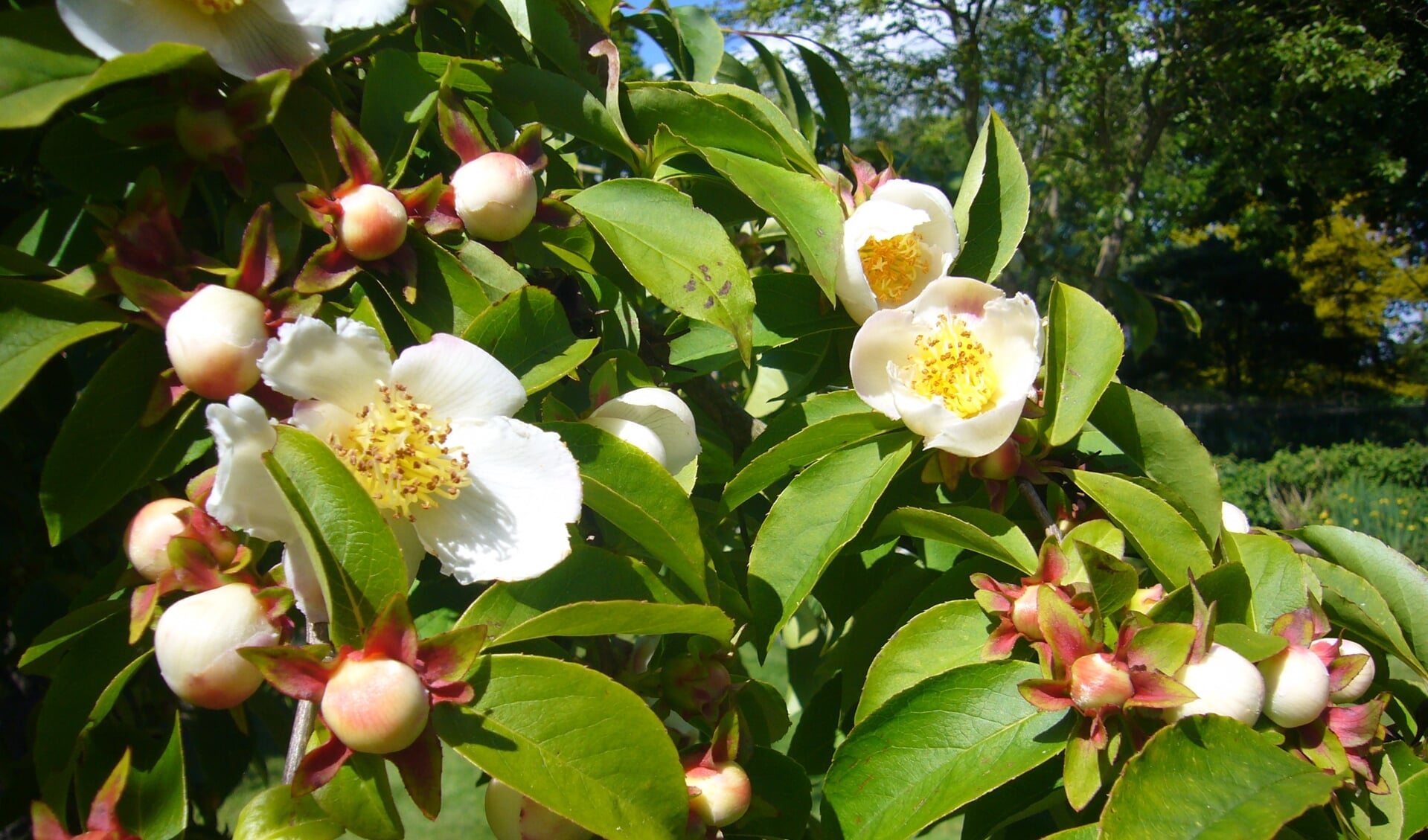 Stewartia pseudocamellia.