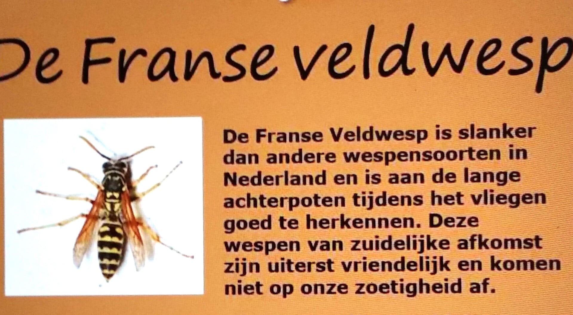 Veldwesp