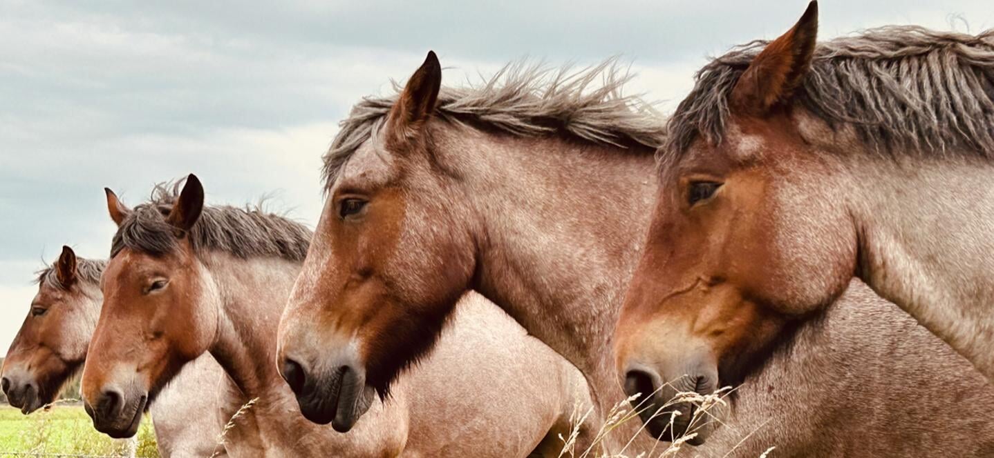 Prachtige paarden