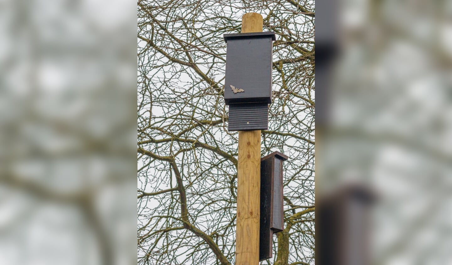 Vleermuiskasten aan de Gasthuisstraat in Halsteren.