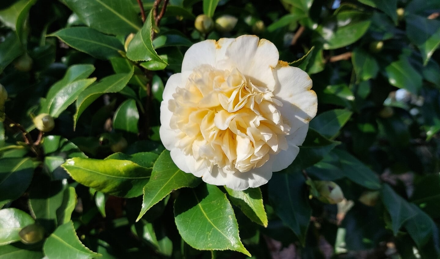 Bloeiende Camellia