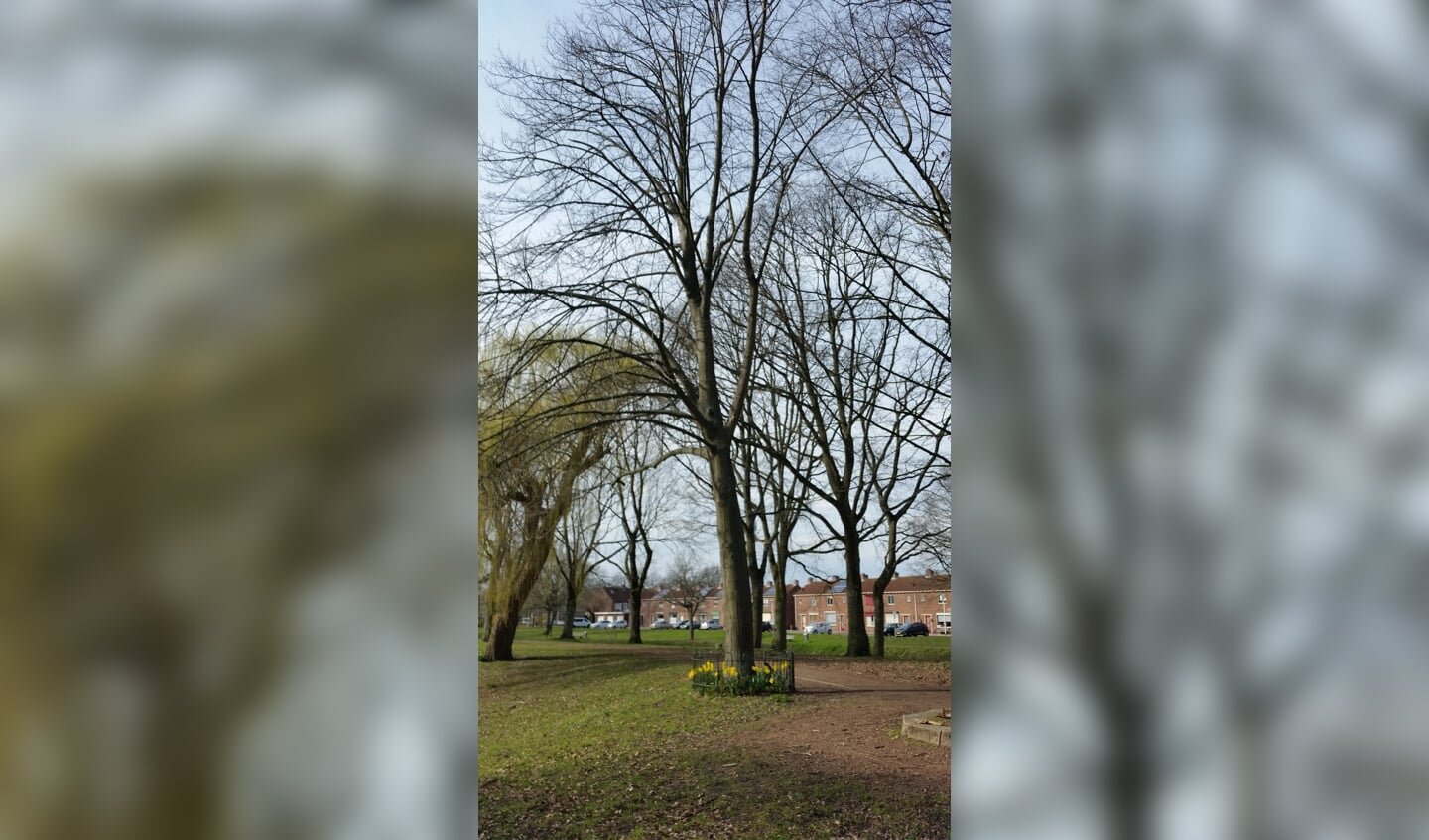 Koningsboom Steenbergen