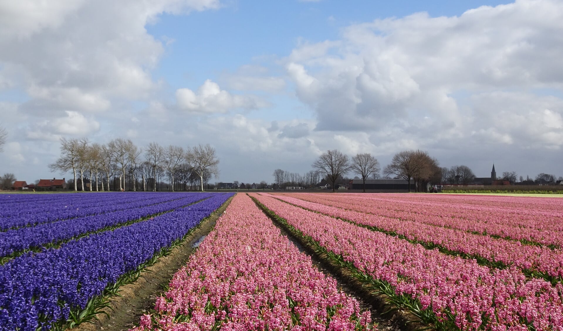Hyacintenveld nabij Moerstraten (Foto: Henk den Ouden).