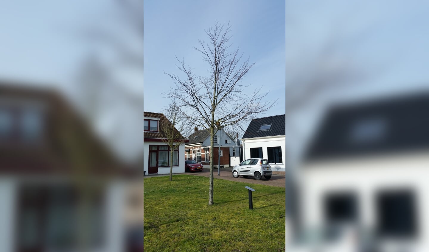 Koningsboom Lepelstraat
