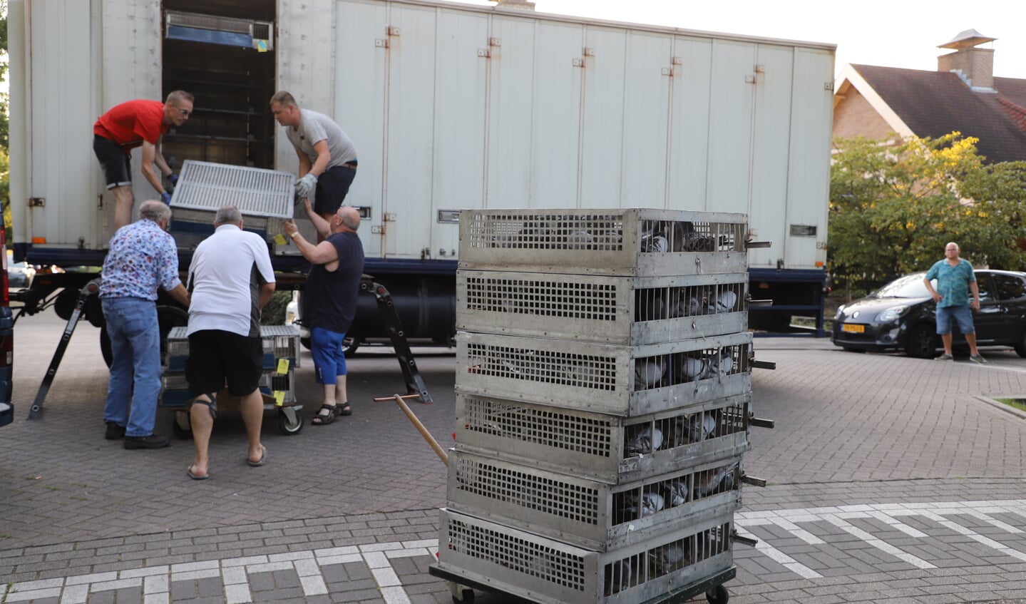 Leden van PV de Vredesduif in Lepelstraat actief bij een van de laatste speciale duiventransporten van het wedstrijdvluchtseizoen.