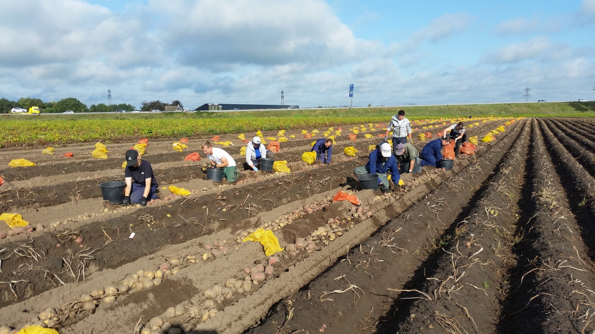 'Zakkenvullers' aan het werk op de aardappelakker.