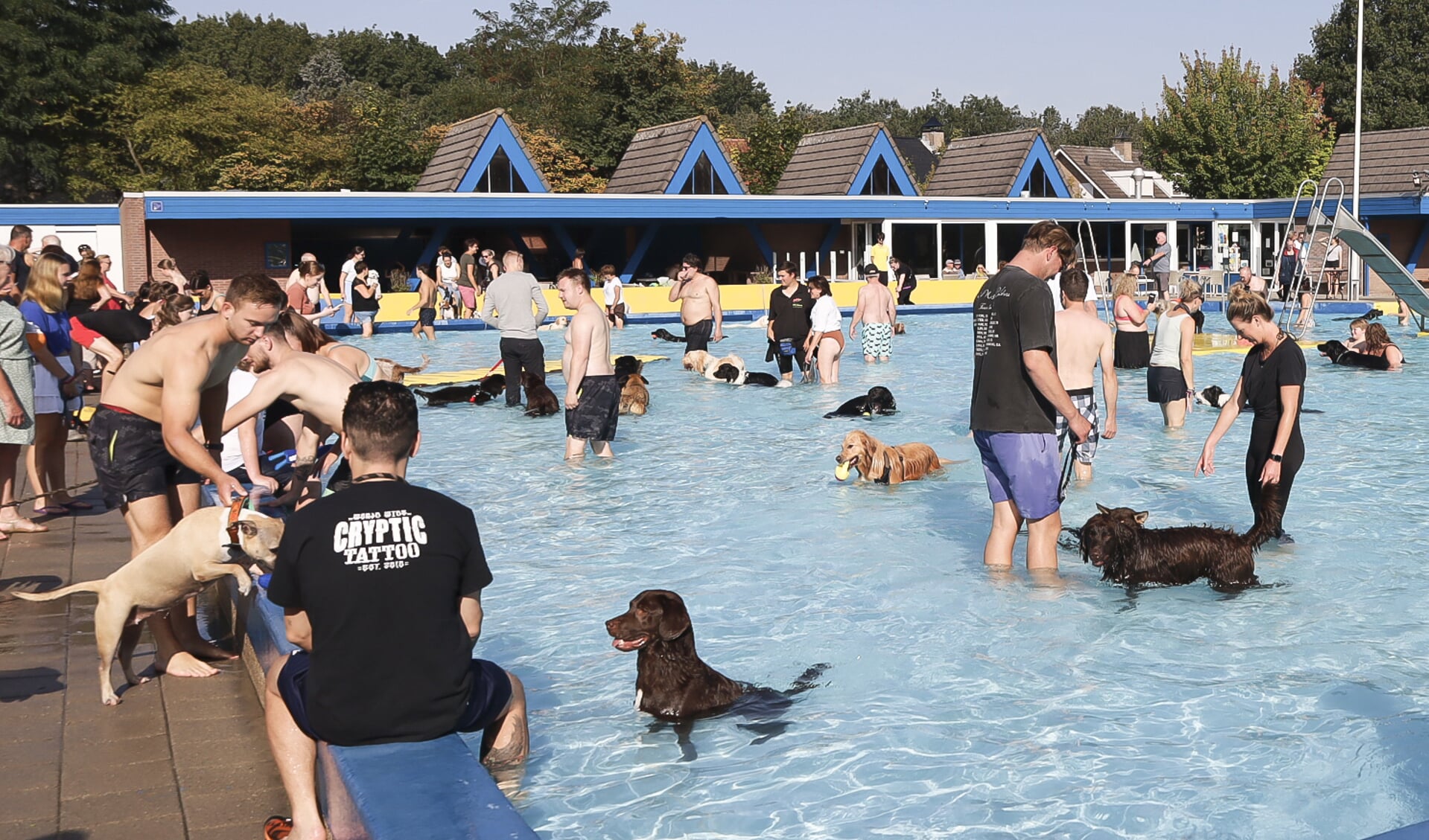 Drukte bij De Melanen. Baasjes en honden in het zwembad.