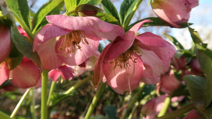 Helleborus ofwel kerstroos