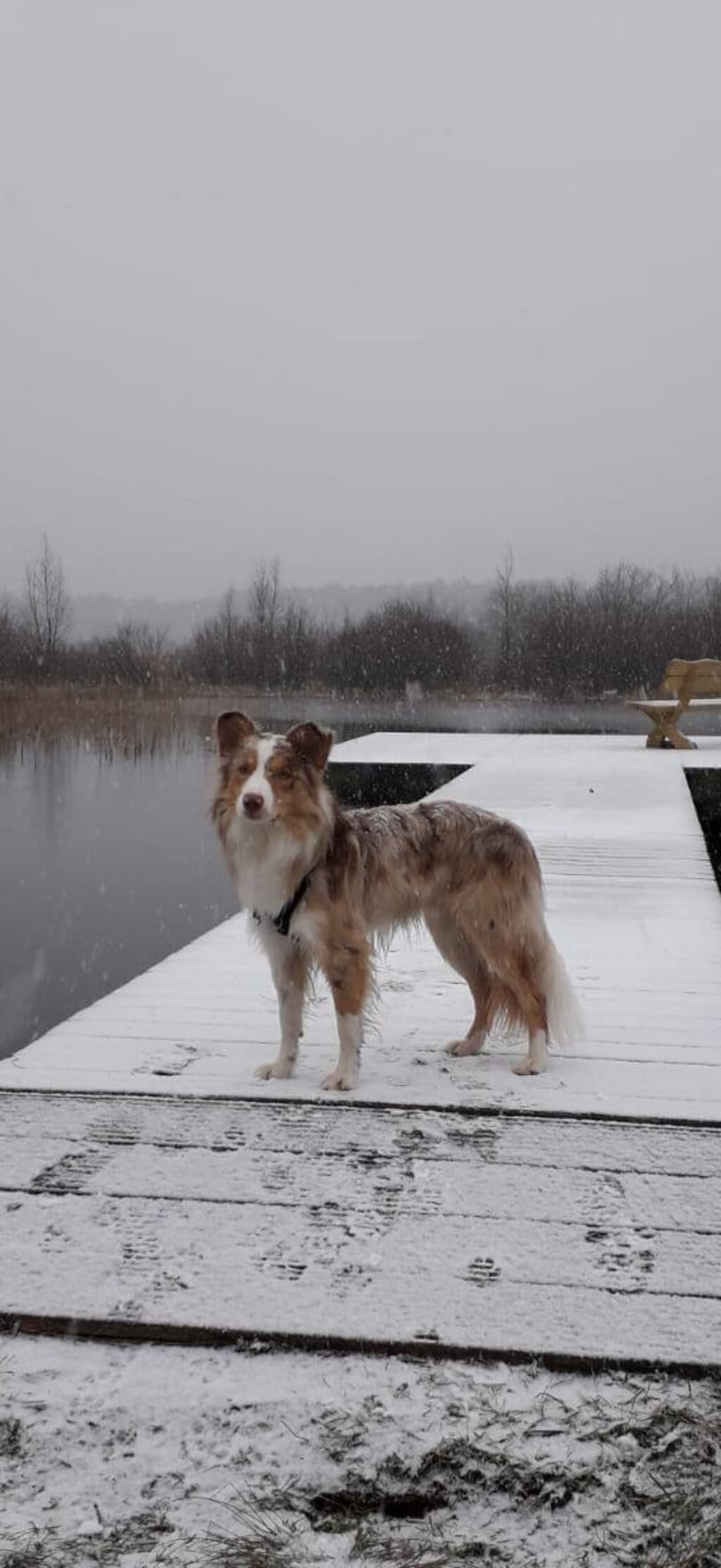 Hond Mellow in winters Kortenhoeff.