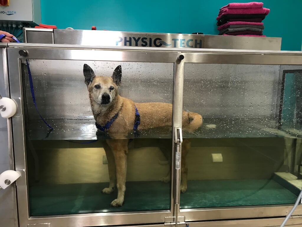 Een behandeling dierfysiotherapie: hond Bailey loopt in de aquatrainer.