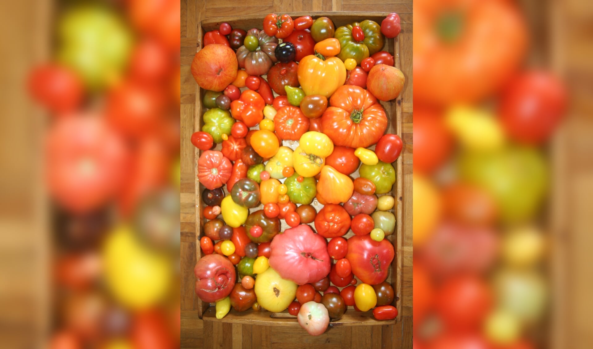 Tomaten kunnen de meest uiteenlopende kleuren hebben.