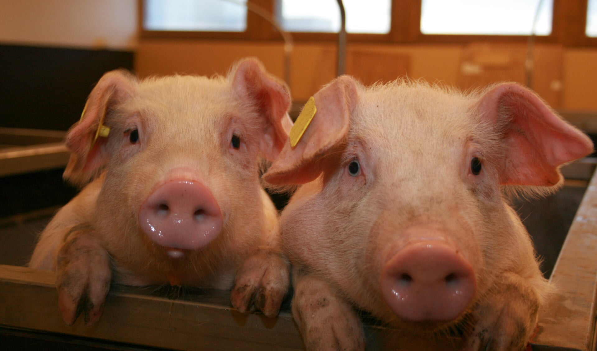 Een agrariër in Holthees wil onder andere uitbreiden met 900 varkens.