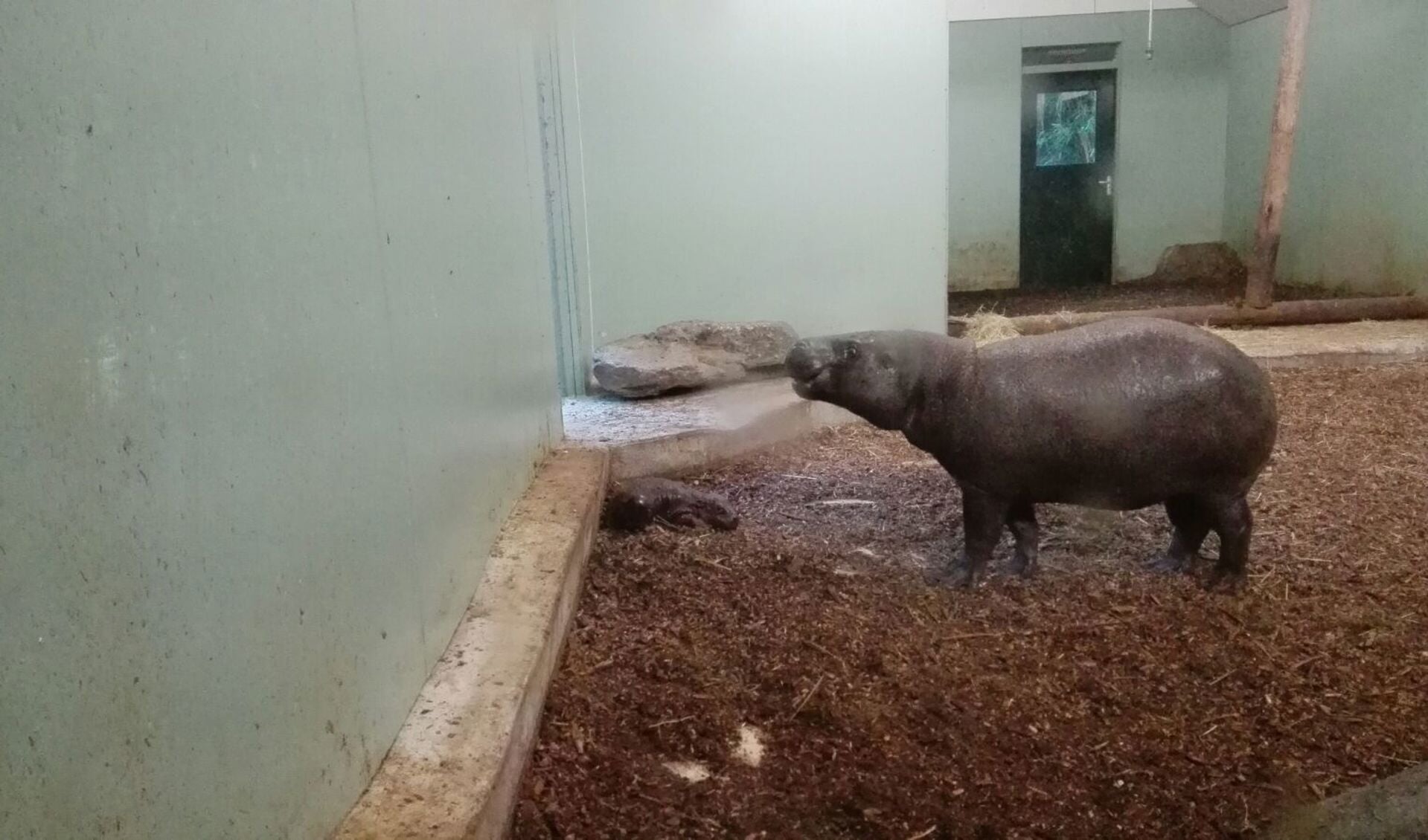 Dwergnijlpaard geboren in ZooParc Overloon.