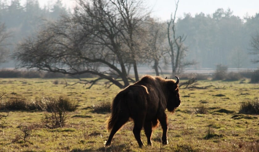 (Archieffoto: Wilma van de Laar)