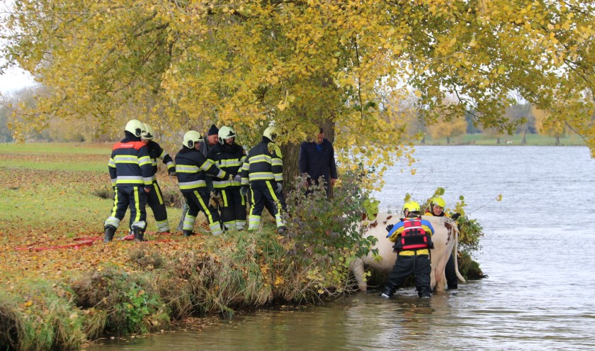 Drachtige koe gered uit de Maas nabij Linden. (foto: SK-Media)