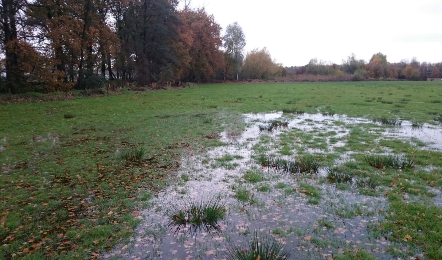 Wateroverlast door toedoen van de beverdam.