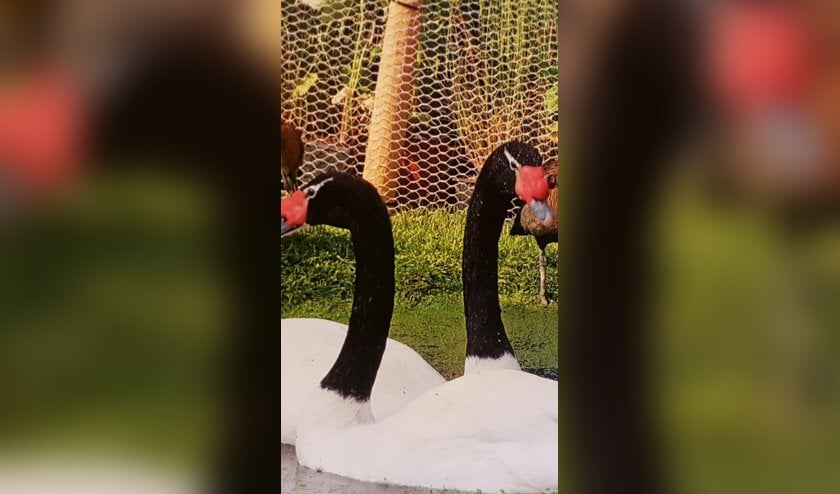 Zwanen gestolen in Geffen. (Foto: Paula van der Knaap Twitter)