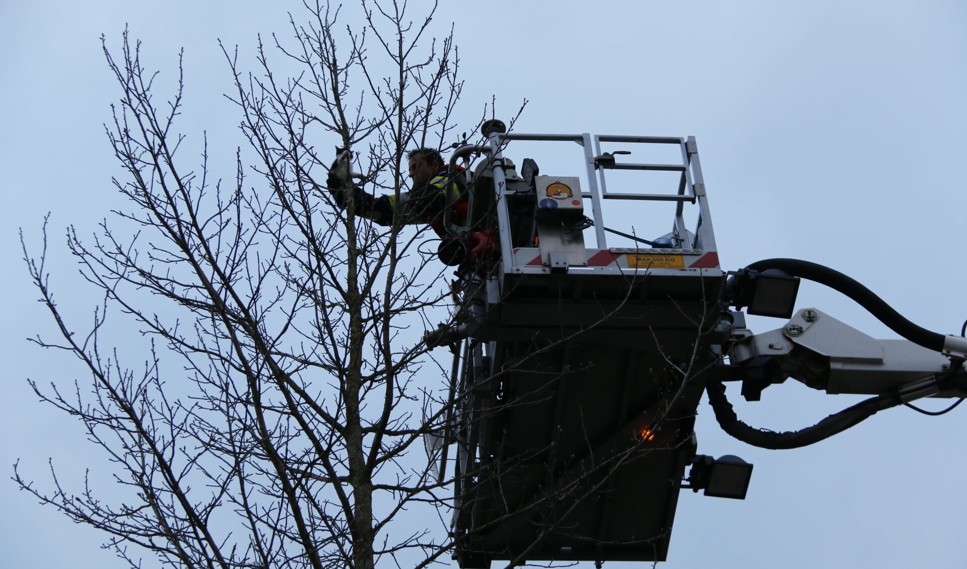 Kat urenlang in boom: brandweer brengt redding. (foto: SK-Media)