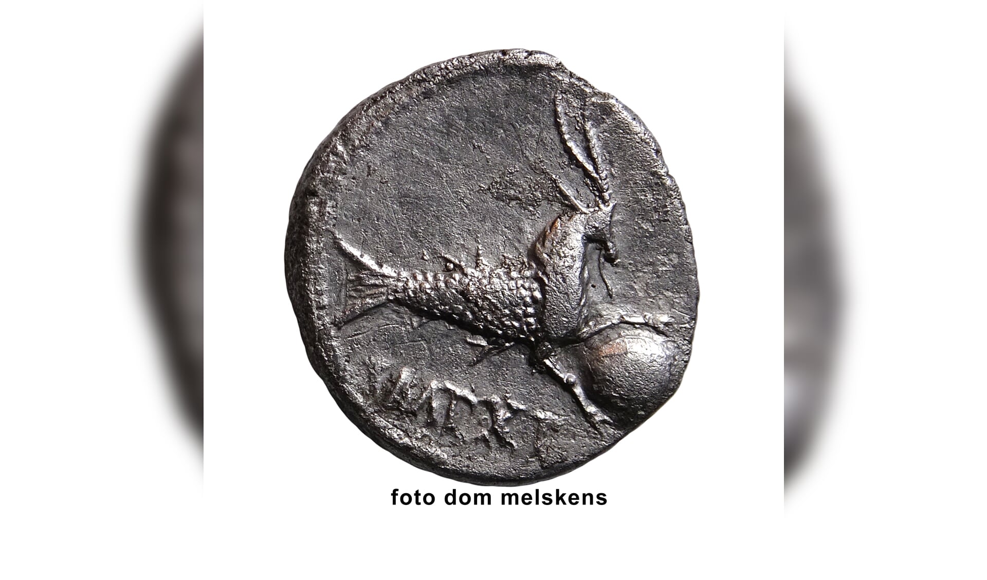 Unieke Romeinse munt gevonden in Cuijk. (foto: Dom Melskens)