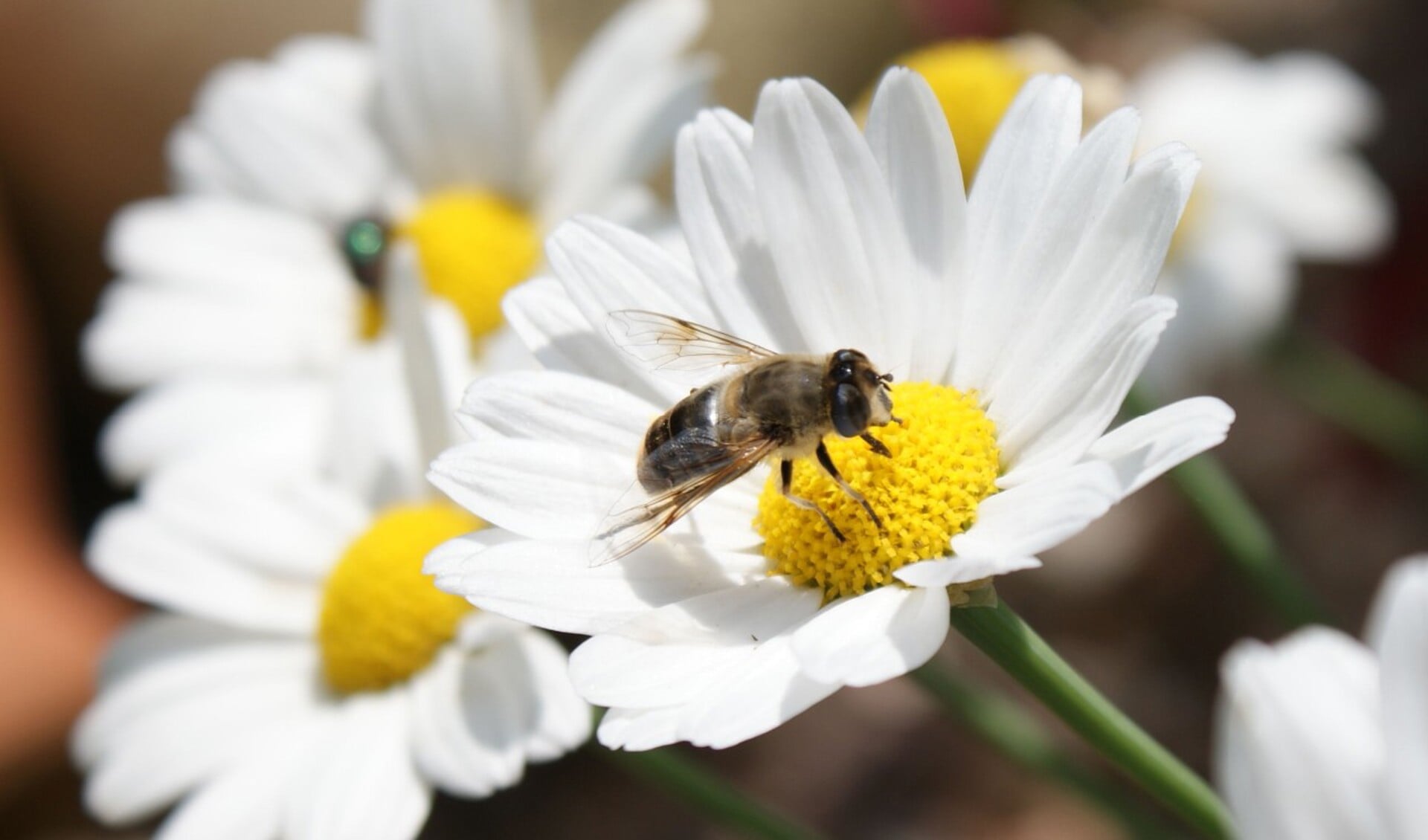 Komend weekend is de nationale bijentelling, dus gaan de deelnemers onder begeleiding van een gids op zoek naar bijen en de bloemen waar ze hun voedsel vandaan halen.