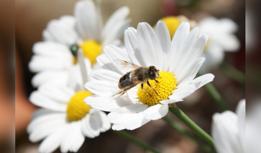 BeeS: de gemeente Sint Anthonis investeert in bijen.  