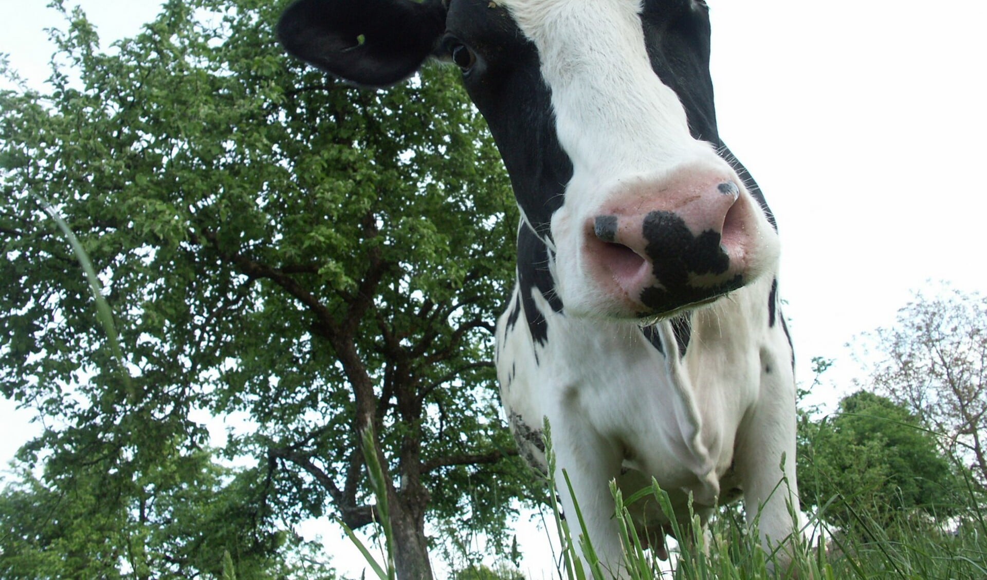 RIVM: 'Verminderde longfunctie voor wie woont nabij veehouderij'