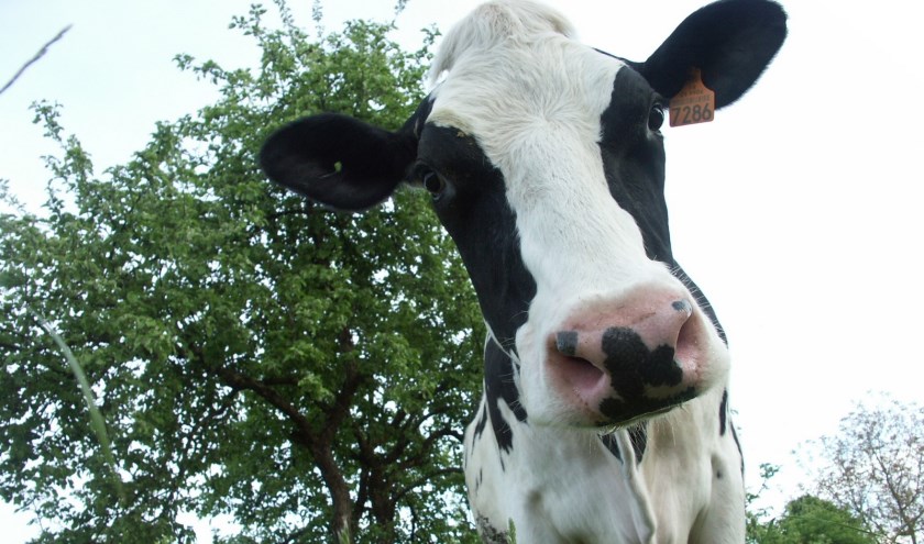 RIVM: 'Verminderde longfunctie voor wie woont nabij veehouderij'