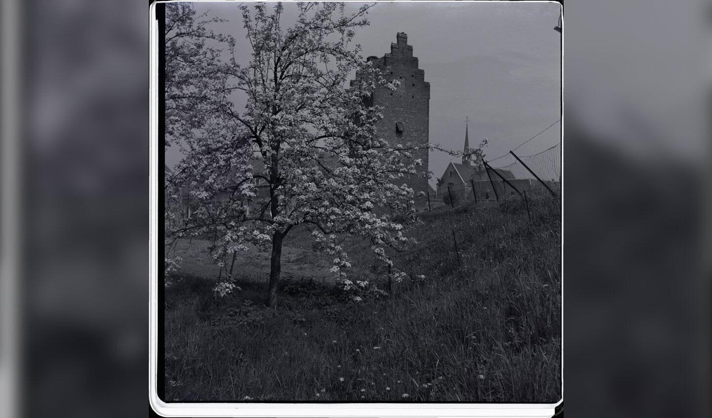 Voorjaarsbloesem in Megen, 27 april 1953. (Foto: Leo van den Bergh)