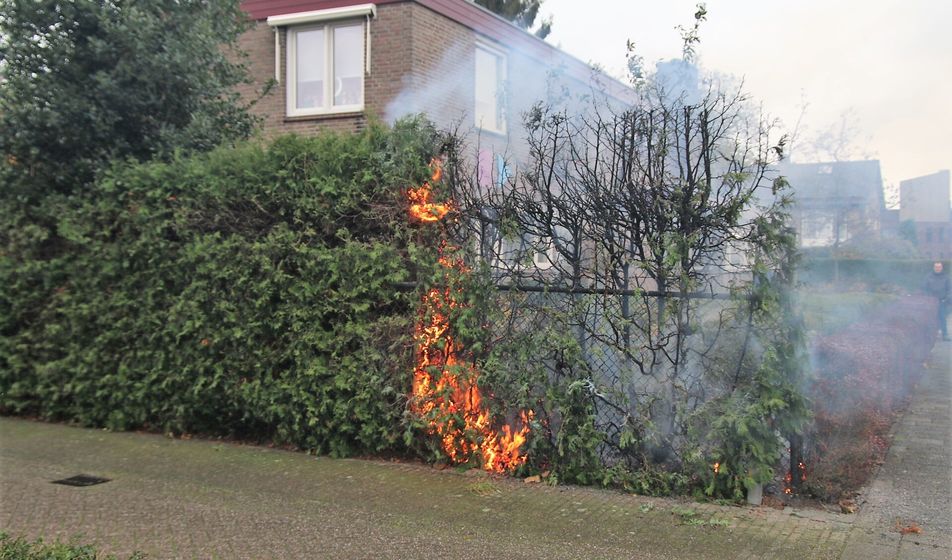 De brandende coniferen staan in de buurt van bebouwing. Foto: SK-Media