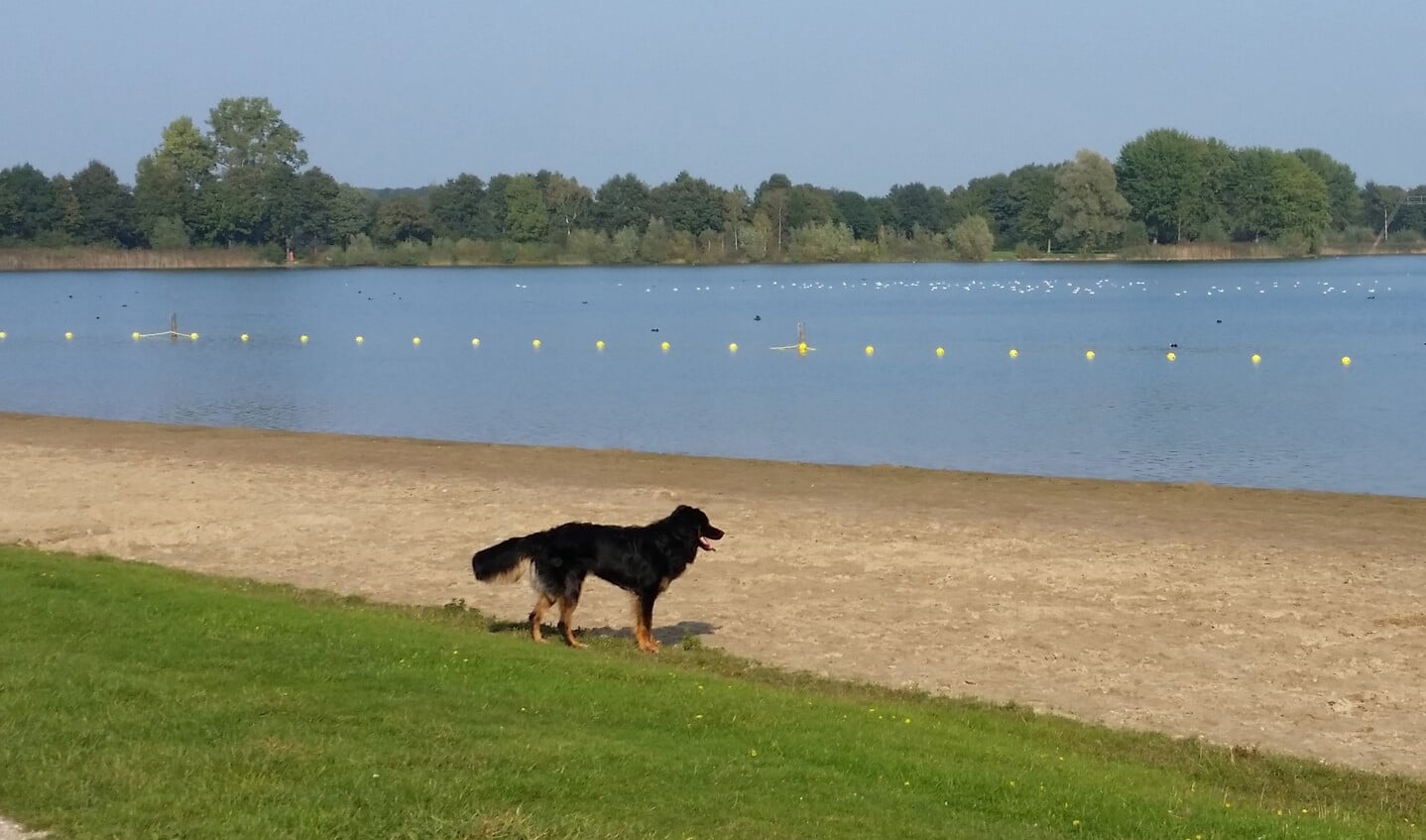 Baasjes laten hun honden vaak loslopen bij de Mookerplas. (De hond op de foto is niet de hond waarover de inzender van de brief schreef.)