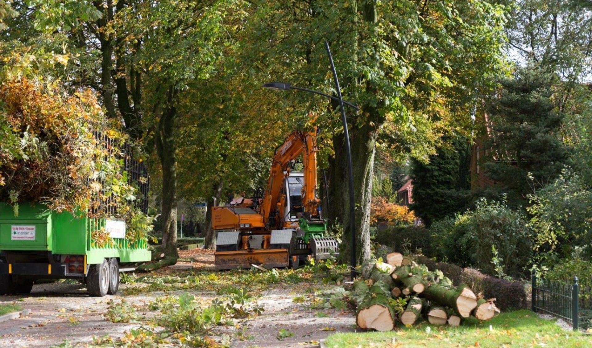 Bewoners Sleedoorn en Bereklauw vrezen kaalslag door bomenkap in beide straten.
