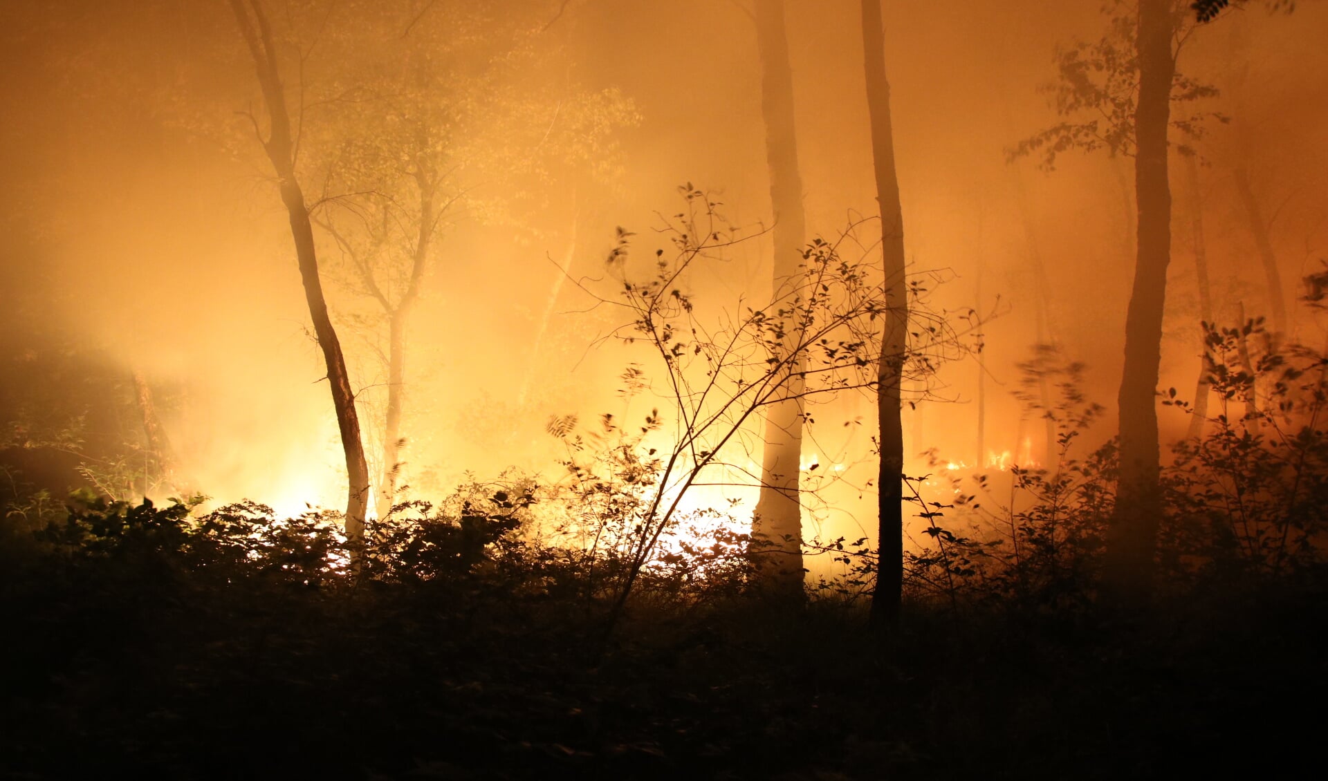 Het Brestbos in vuur en vlam. (Foto: SK-Media) 
