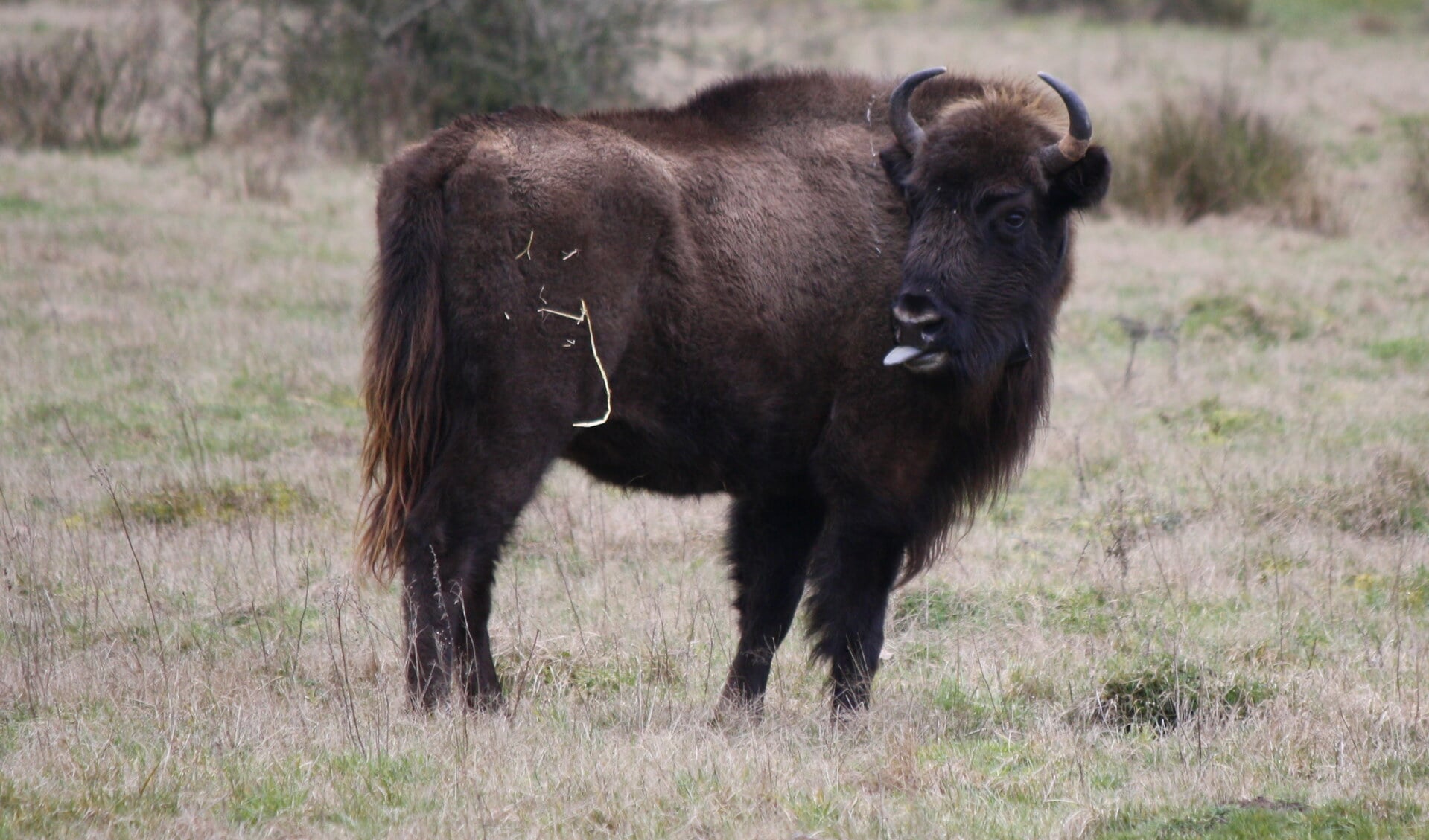 Wisent steekt zijn tong uit. 