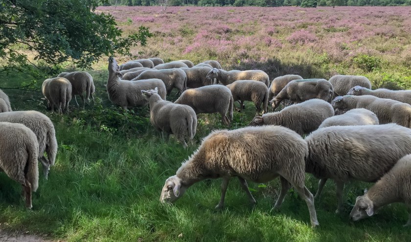 De Kempische schapen.