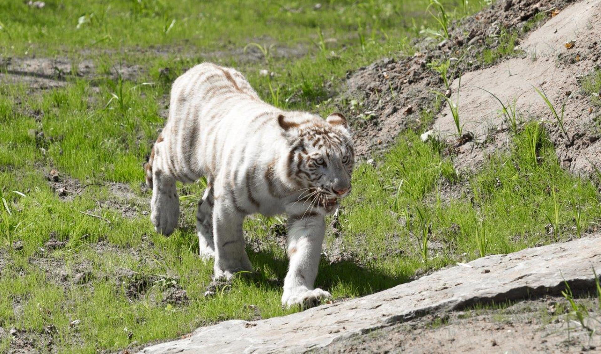 Witte tijgers van het zooparc.