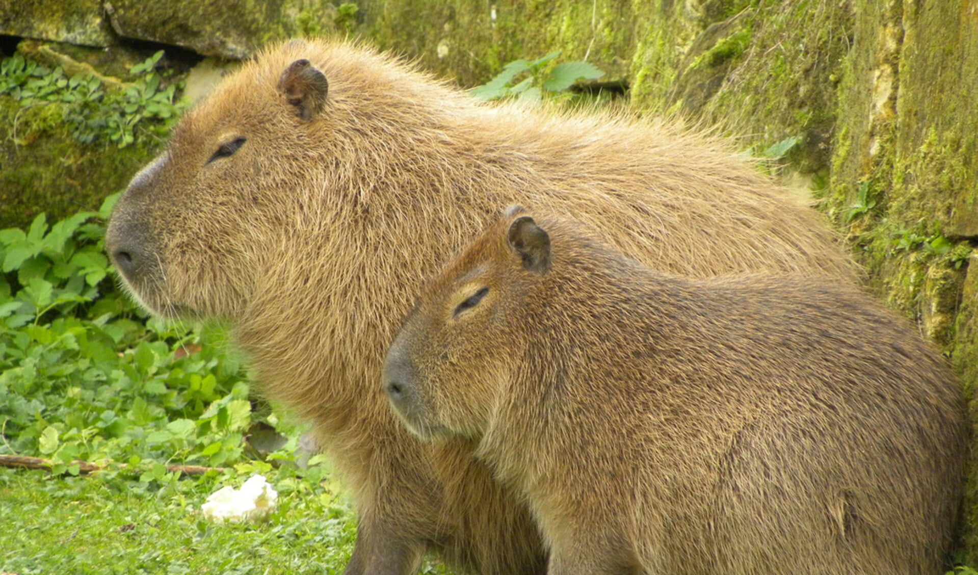 Een Capibara. Foto: Tim Sträter.