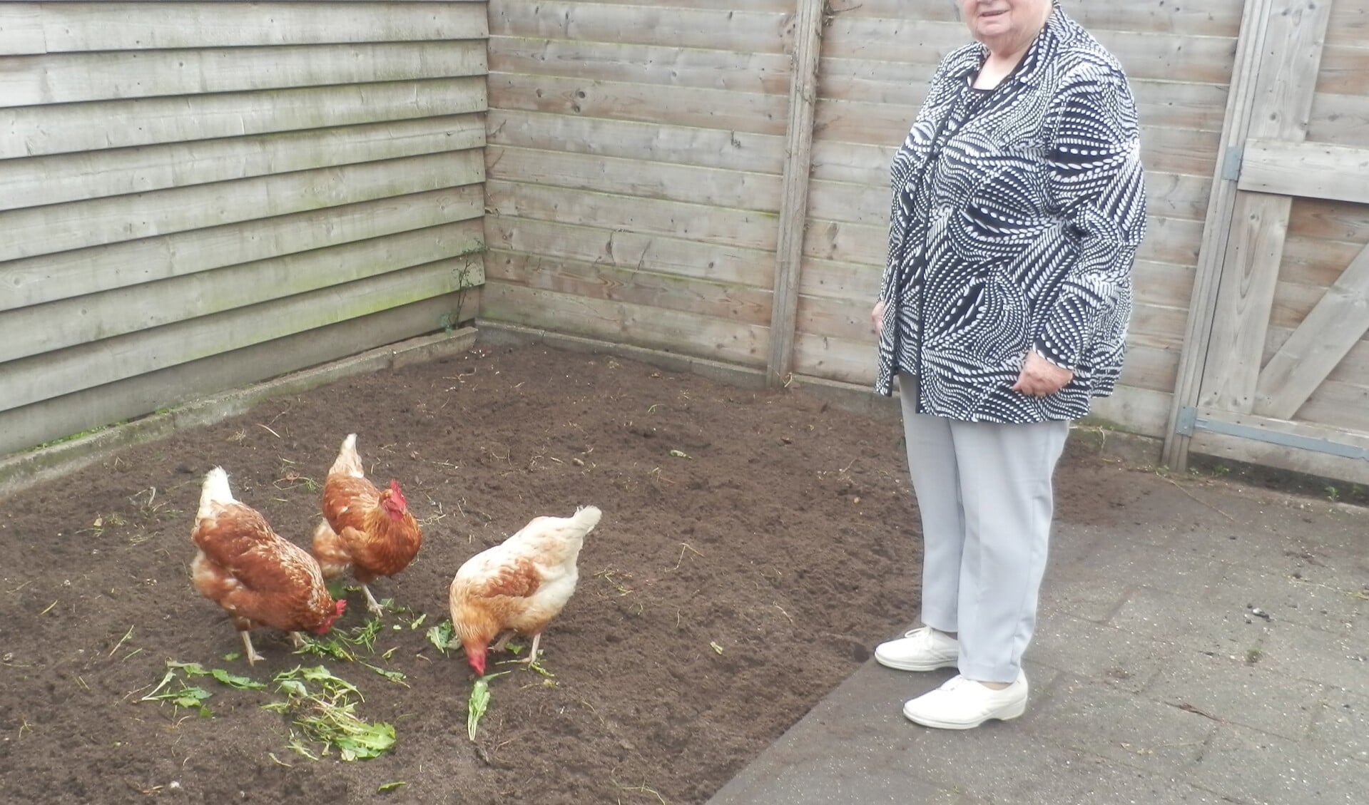 Corry Janssen kan haar kippen voortaan alle aandacht geven. Foto: Elly Meijnders