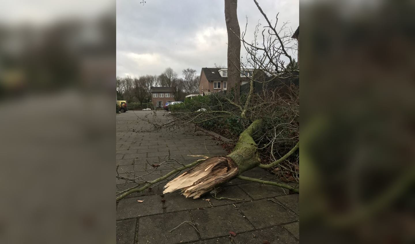 Op de Lucas van Leydenstraat in Boxmeer waaide een boom om. (foto: Kees Bentvelsen)