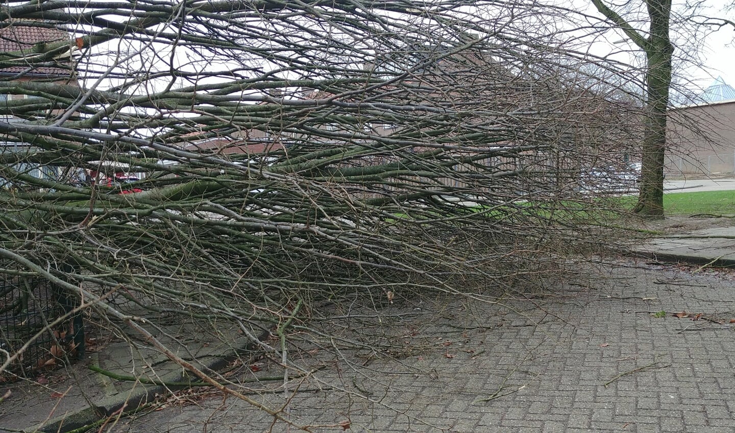 In Cuijk waaide twee bomen om op de Rembrandtstraat. (foto: Gordon Schaap)