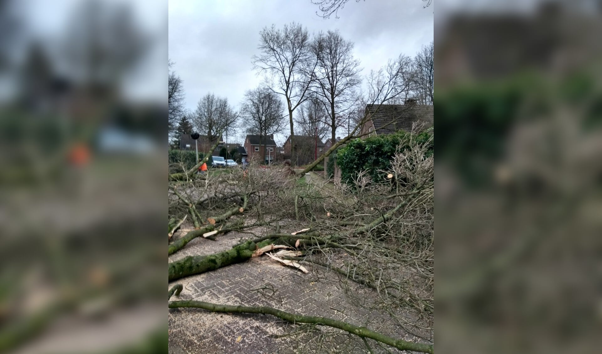 Vier bomen omgevallen in Kasteleinstraat te Oss. (Foto: Tinie Pijnappels)