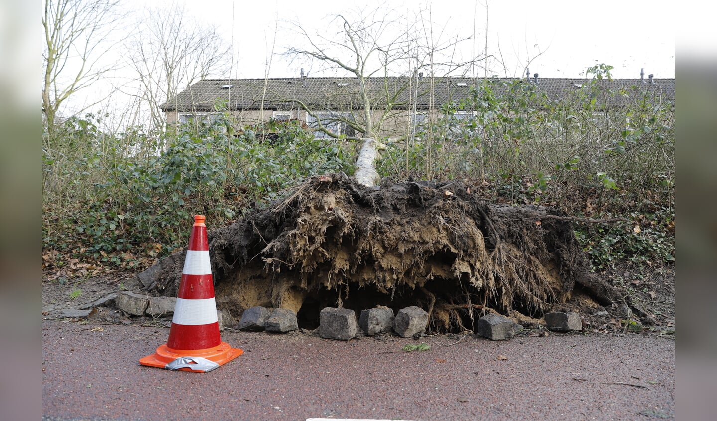 In Cuijk vielen een aantal bomen om. (foto: SK-Media)