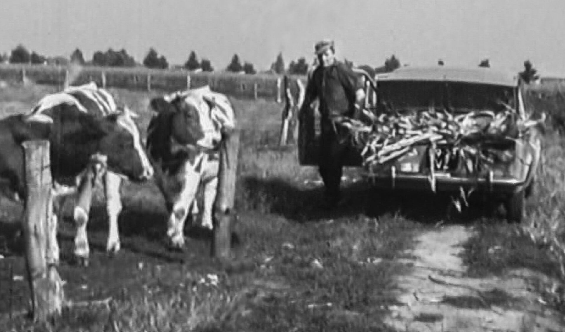 Een film van 1976: Gerrit Bongers voert koeien met mais vanwege tekort aan gras door droogte