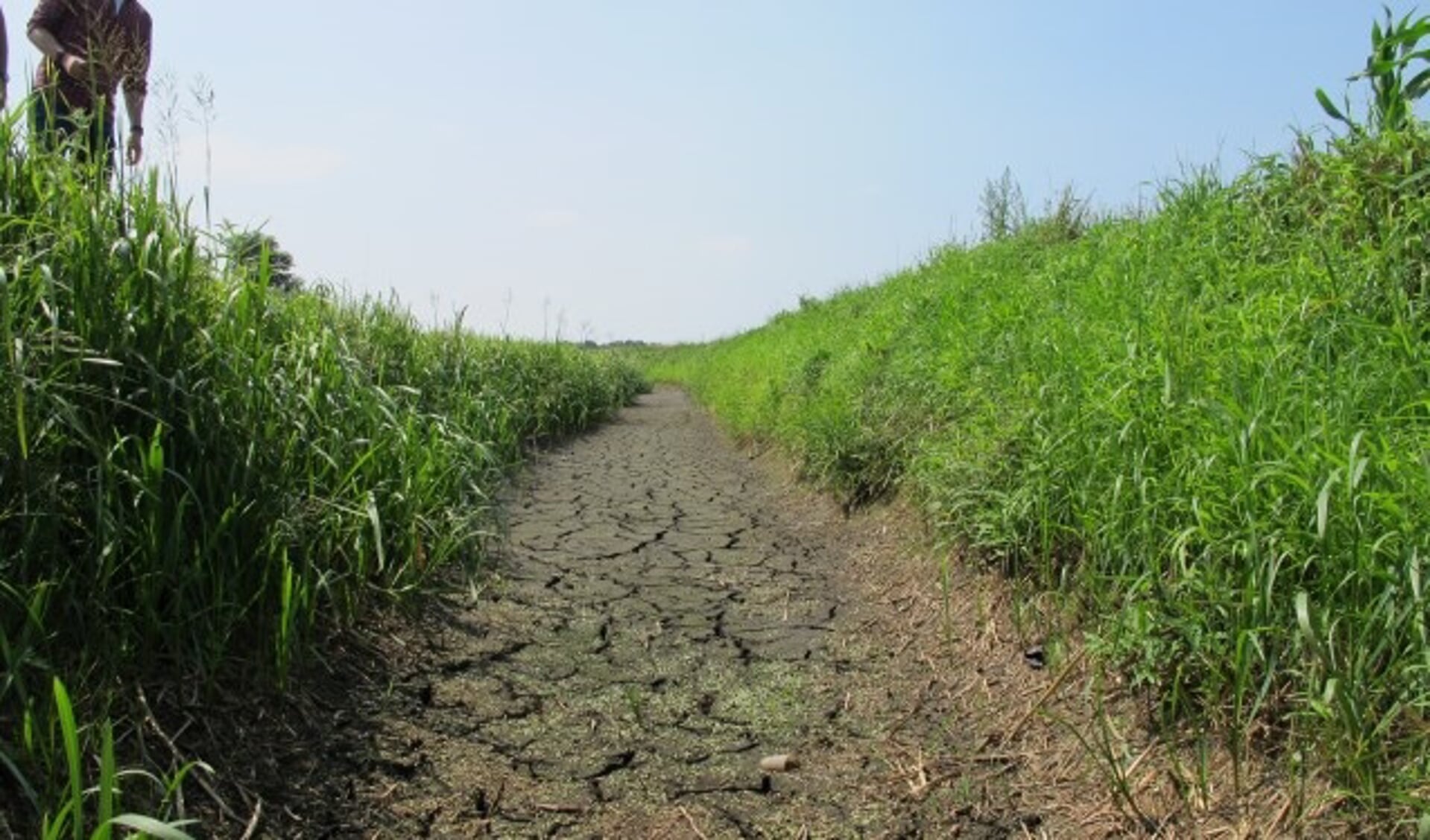 Het zal er volgens het waterschap om spannen of de grondwaterstand volgend voorjaar op het gewenste niveau is.