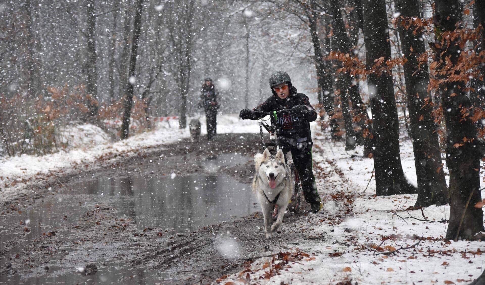 Ook de jongste mushers laten hun kunnen zien. Zij tonen deze zaterdagmiddag om 15.00 uur. (foto: Janneke Venhovens)