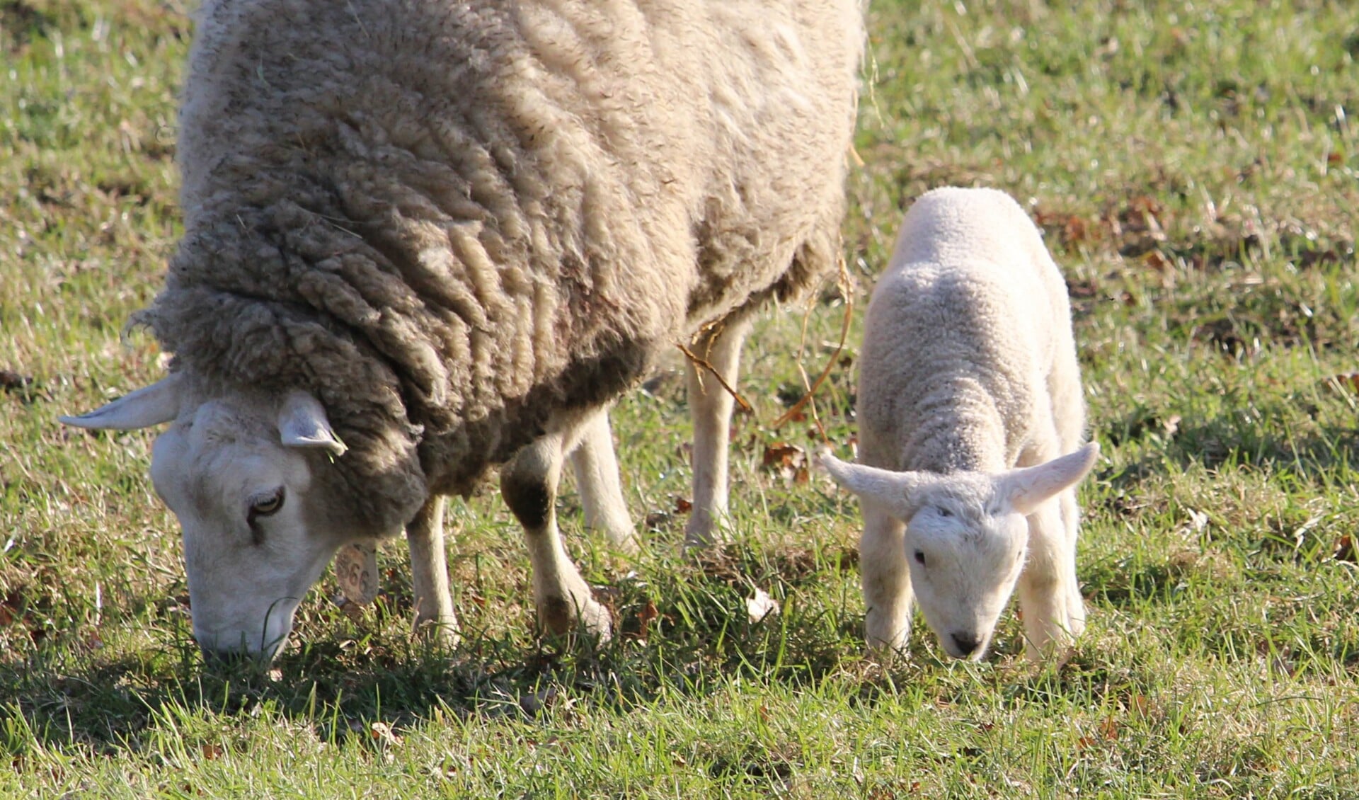 Schapen dragen bij aan behoud meidoornstruiken