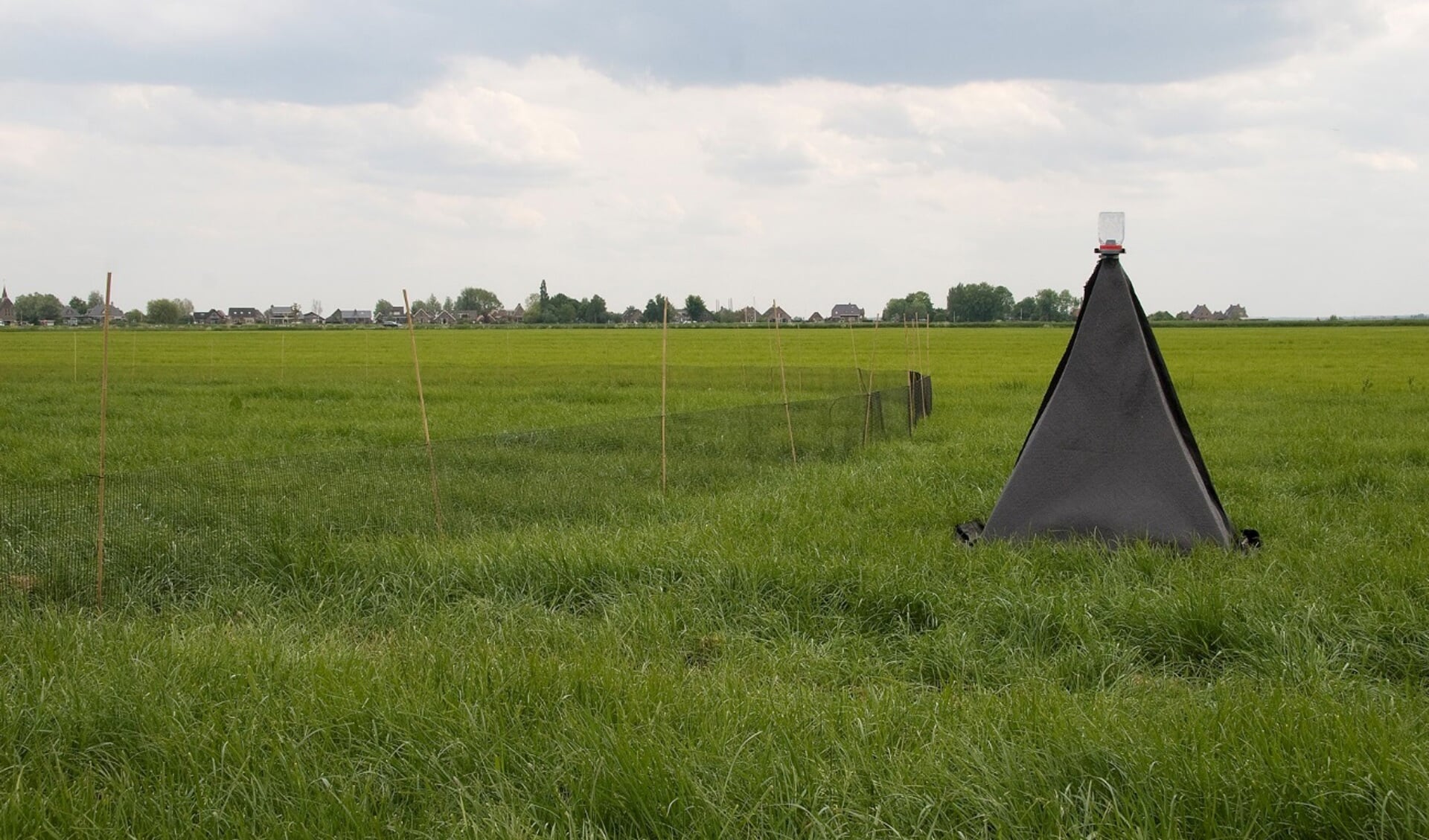 Een piramideval in een grasland. (foto: Wim Dimmers)