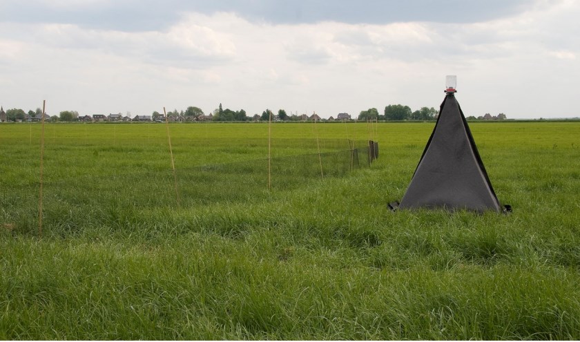 Een piramideval in een grasland. (foto: Wim Dimmers)